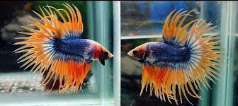 Assorted Bicolour Crowntail Male