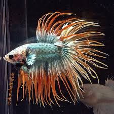 Assorted Metallic Crowntail Male