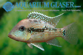 Geophagus sp. Alto Sinu