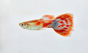 Pigeon Blood Guppy Male