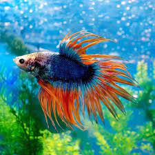 Assorted Grizzle Crowntail Male