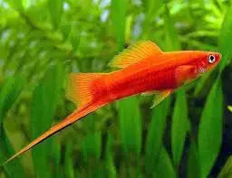 Red Swordtail