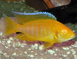 Albino Yellow Gold Peacock Cichlid