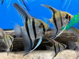 Silver Angelfish Juveniles