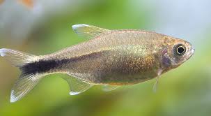 Silver Tip Tetra