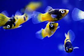 Bumbelbee Platy