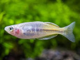 Bosemani Rainbowfish Juvenile