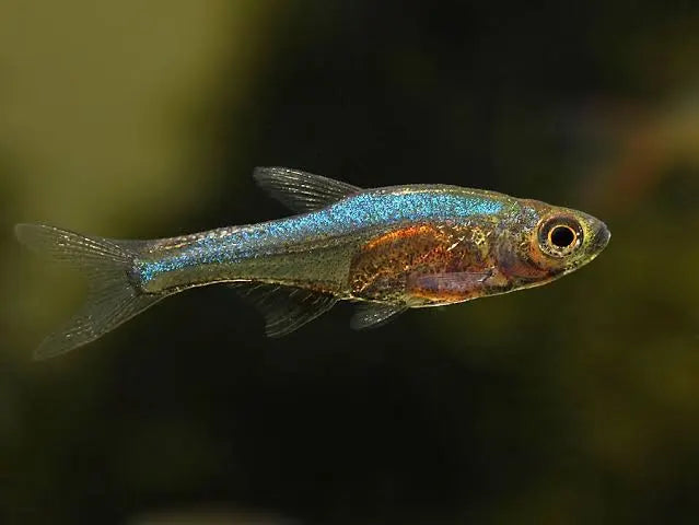 Neon Blue Rasbora (Sundadanio axelrodi)