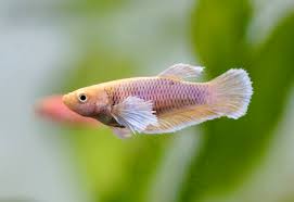 Assorted Pineapple Dumbo Female
