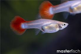 Red Rainbow Guppy Female