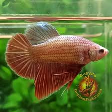 Assorted Rose Gold HMPK Male