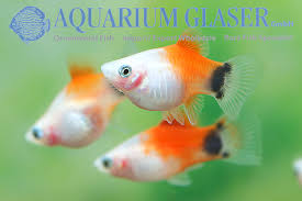 Assorted Mickey Mouse Platy
