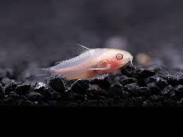 Albino Pygmy Corydora