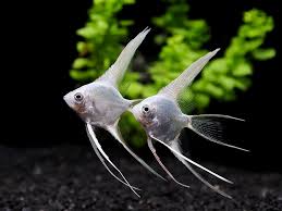 Platinum Veiltail Angelfish 4cm