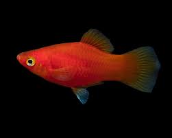 Red Platy