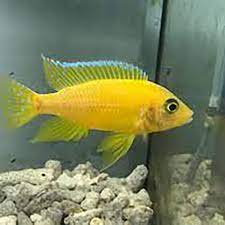 Golden Yellow Peacock Cichlid