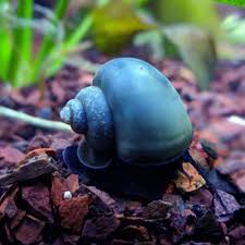 Blue Mystery Snail