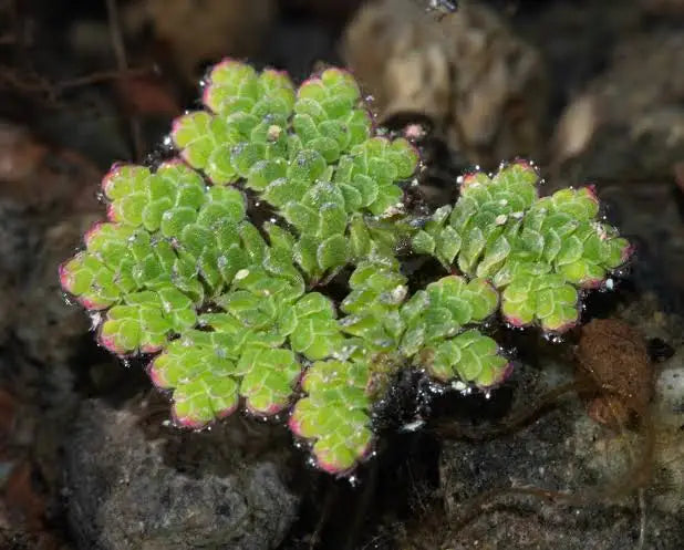 Azolla