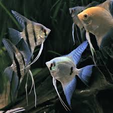 Assorted Angelfish 6cm