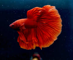 Assorted Red Halfmoon Male