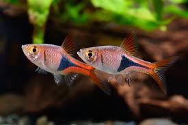Harelquin Rasbora