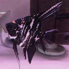 Marble Angelfish 6-7cm