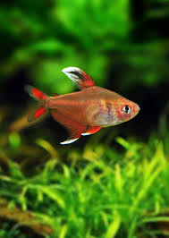 White Fin Ornatus Tetra