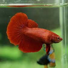 Assorted Red Halfmoon Female