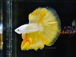 Assorted Yellow Dragon Halfmoon Male