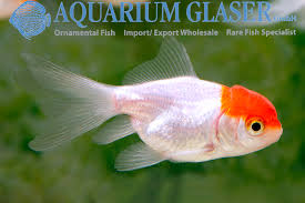Assorted Red Cap Oranda