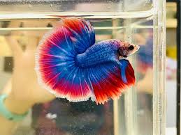 Assorted Mascot Halfmoon Male