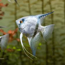 Silver Angelfish Juveniles