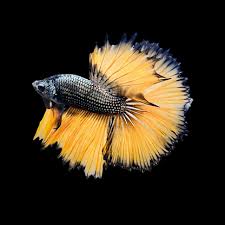 Assorted Copper Yellow Dragon Halfmoon Male