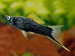 Black Swordtail