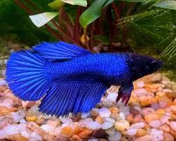 Assorted Blue Halfmoon Female