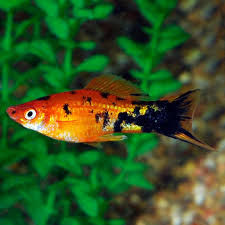 Berlin Swordtail