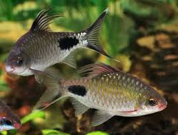 Filament Barb ( Dawkinsia filamentosa )