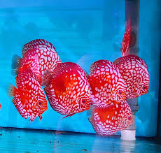 Red Map Discus 9cm