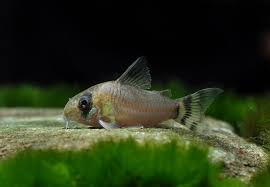 Corydoras Oiapoquensis 3cm
