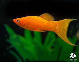 Orange Lyretail Molly
