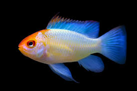 Gold Head Electric Blue Ram