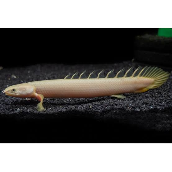 Senegal Bichir