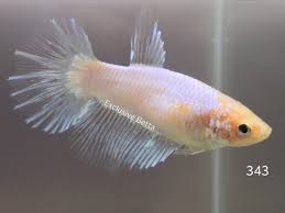 Assorted Opal Halfmoon Female
