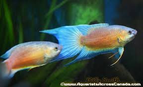 Fire and Ice Paradise Fish