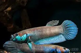 Betta Pallifina Pair