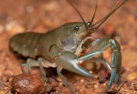 Crayfish/Yabby Juveniles