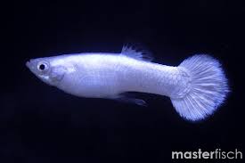 White Purple Guppy Male