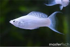 Platinum Lyretail Molly