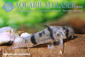 Reynoldsi Corydora