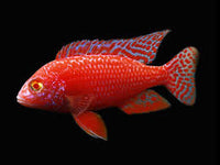 Albino Dragonblood Cichlid